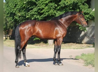 Zangersheide, Hengst, 3 Jaar