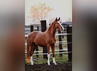 Zangersheide, Hengst, 3 Jaar, Vos