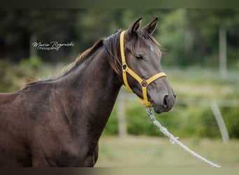 Zangersheide, Hengst, 4 Jaar, 148 cm, Zwart