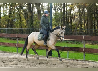 Zangersheide, Hengst, 4 Jaar, 152 cm, Buckskin