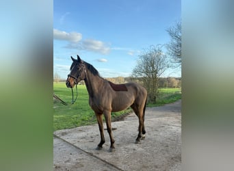 Zangersheide, Hengst, 4 Jaar, 153 cm, Bruin