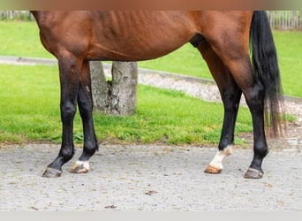 Zangersheide, Hengst, 4 Jaar, 156 cm, Bruin