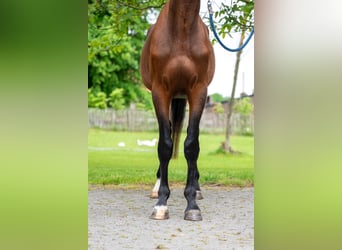 Zangersheide, Hengst, 4 Jaar, 156 cm, Bruin