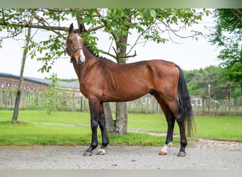 Zangersheide, Hengst, 4 Jaar, 156 cm, Bruin