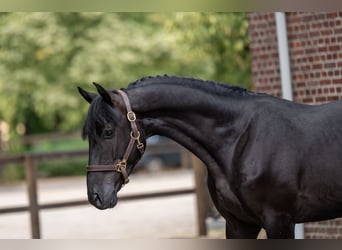 Zangersheide, Hengst, 4 Jaar, 158 cm