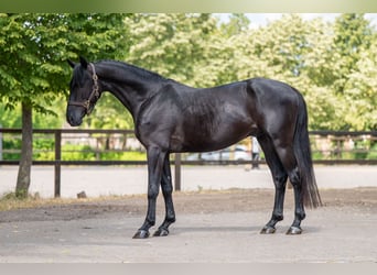 Zangersheide, Hengst, 4 Jaar, 158 cm