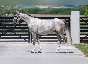 Zangersheide, Hengst, 4 Jaar, 159 cm, Schimmel