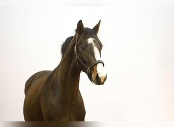 Zangersheide, Hengst, 4 Jaar, 160 cm