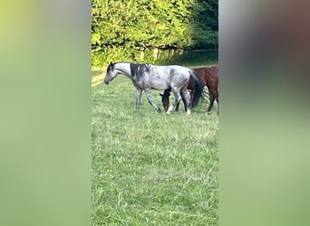 Zangersheide, Hengst, 4 Jaar, 162 cm, Roan-Bay