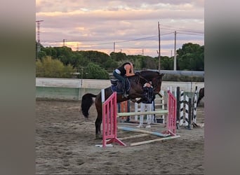 Zangersheide, Hengst, 4 Jaar, 165 cm, Donkerbruin