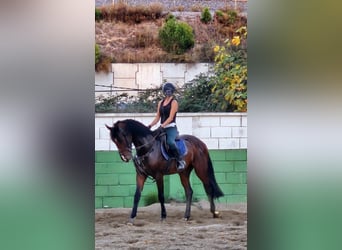 Zangersheide, Hengst, 4 Jaar, 165 cm, Donkerbruin