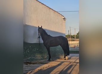 Zangersheide, Hengst, 4 Jaar, 165 cm, Donkerbruin