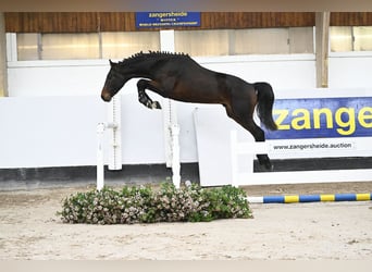 Zangersheide, Hengst, 4 Jaar, 165 cm, Roodbruin