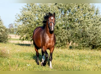 Zangersheide, Hengst, 4 Jaar, 166 cm, Donkerbruin