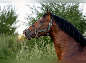 Zangersheide, Hengst, 4 Jaar, 166 cm, Donkerbruin