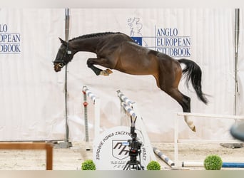 Zangersheide, Hengst, 4 Jaar, 167 cm, Donkerbruin