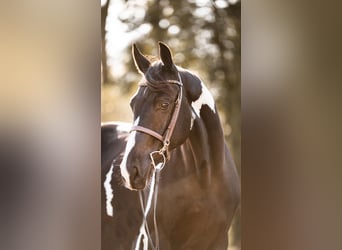 Zangersheide, Hengst, 4 Jaar, 167 cm, Gevlekt-paard