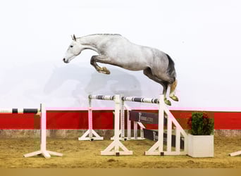 Zangersheide, Hengst, 4 Jaar, 167 cm, Schimmel