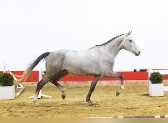 Zangersheide, Hengst, 4 Jaar, 167 cm, Schimmel