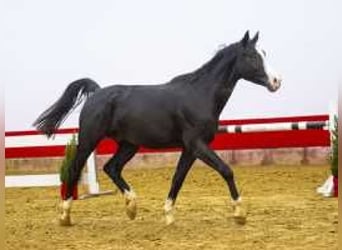 Zangersheide, Hengst, 4 Jaar, 167 cm, Zwartbruin