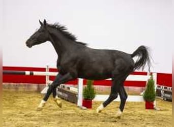 Zangersheide, Hengst, 4 Jaar, 167 cm, Zwartbruin