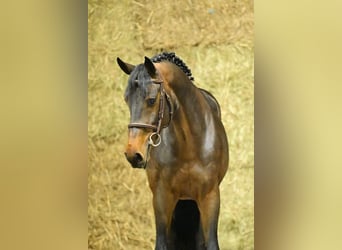 Zangersheide, Hengst, 4 Jaar, 168 cm, Bruin