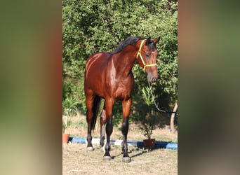 Zangersheide, Hengst, 4 Jaar, 169 cm, Bruin