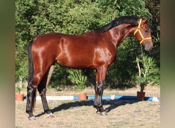 Zangersheide, Hengst, 4 Jaar, 169 cm, Bruin
