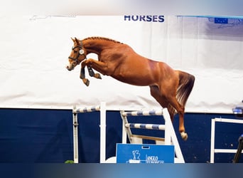 Zangersheide, Hengst, 4 Jaar, 169 cm, Vos