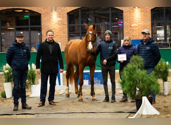 Zangersheide, Hengst, 4 Jaar, 169 cm, Vos