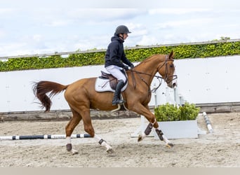 Zangersheide, Hengst, 4 Jaar, 169 cm, Vos