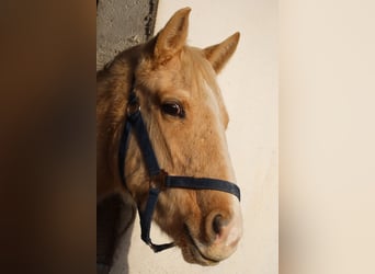 Zangersheide, Hengst, 4 Jaar, 170 cm, Palomino