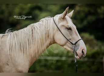 Zangersheide, Hengst, 4 Jaar, 170 cm, Palomino