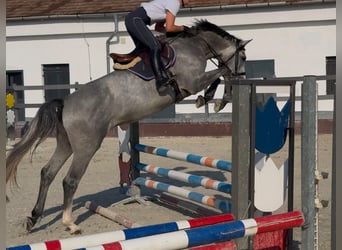 Zangersheide, Hengst, 4 Jaar, 170 cm, Schimmel