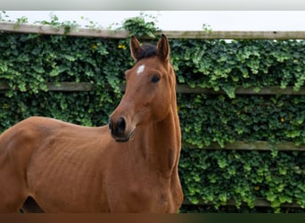 Zangersheide, Hengst, 4 Jaar, 171 cm, Bruin