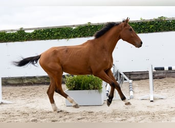 Zangersheide, Hengst, 4 Jaar, 171 cm, Bruin
