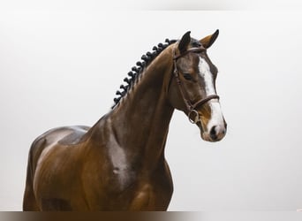 Zangersheide, Hengst, 4 Jaar, 172 cm