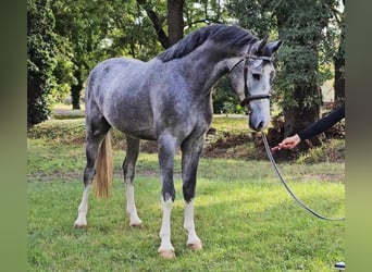 Zangersheide, Hengst, 4 Jaar, 173 cm, Schimmel