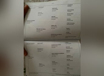 Zangersheide, Hengst, 4 Jaar, 174 cm, Donkerbruin