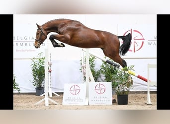 Zangersheide, Hengst, 4 Jaar, Roodbruin