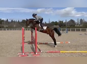 Zangersheide, Hengst, 5 Jaar, 163 cm, Bruin