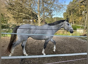 Zangersheide, Hengst, 5 Jaar, 164 cm, Schimmel