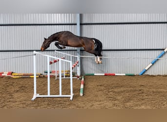 Zangersheide, Hengst, 5 Jaar, 165 cm, Bruin
