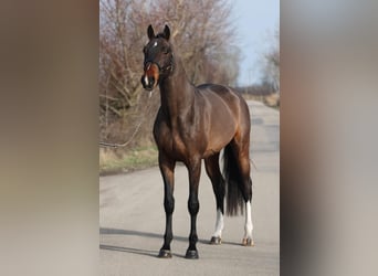 Zangersheide, Hengst, 5 Jaar, 165 cm, Bruin