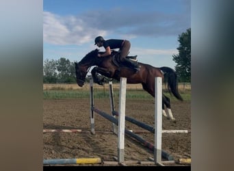 Zangersheide, Hengst, 5 Jaar, 165 cm, Bruin