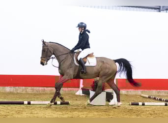 Zangersheide, Hengst, 5 Jaar, 165 cm, Bruin