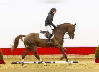 Zangersheide, Hengst, 5 Jaar, 165 cm, Vos