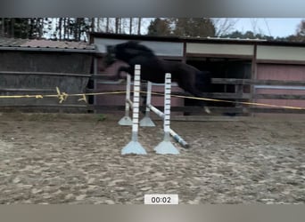 Zangersheide, Hengst, 5 Jaar, 166 cm, Donkerbruin