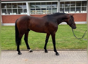 Zangersheide, Hengst, 5 Jaar, 167 cm, Donkerbruin