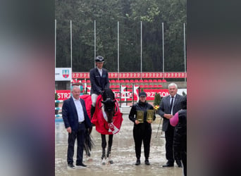 Zangersheide, Hengst, 5 Jaar, 167 cm, Donkerbruin